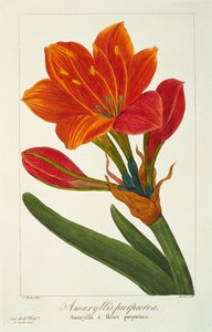 Amaryllis purpurea, 1836 (हाथ से रंग की नक्काशी)